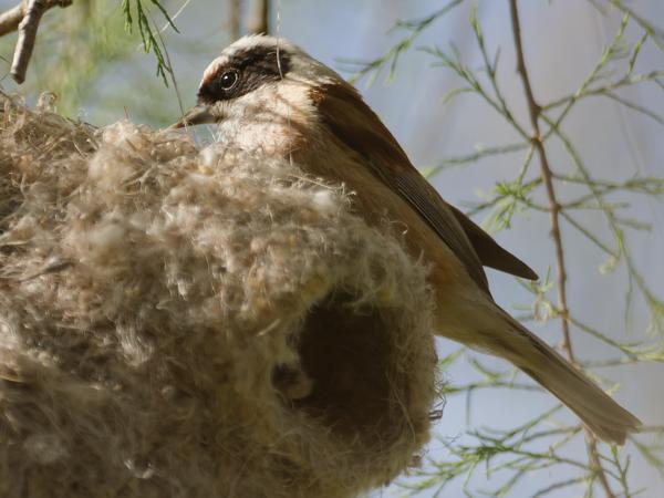 <h3><a href="/trips/ebro/biota/animalia/chordata/aves/040 passeriformes/070 remizidae/remiz pendulinus/remiz pendulinus-nl.html">Remiz&nbsp;pendulinus</a> / Eurasian&nbsp;penduline&nbsp;tit / Buidelmees</h3>OM-1 Mark II met M.300mm F4.0 + MC-14, 1/2000 sec  bij F5.6, ISO 1250, afstand 5.13&nbsp;m
